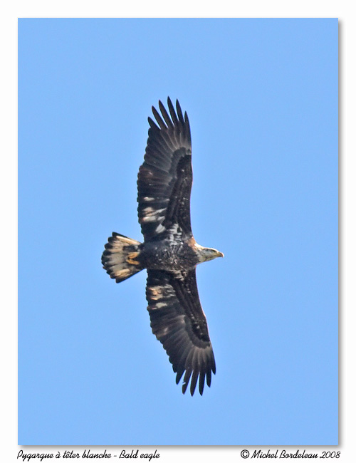 Pygargue  tte blanche <br> Bald eagle