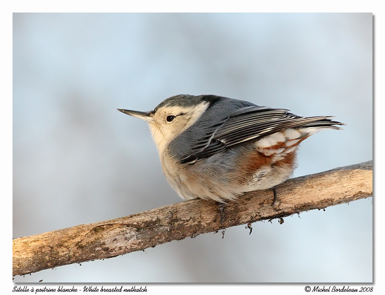 Sittelle  poitrine blanche <br/> White breasted nuthatch