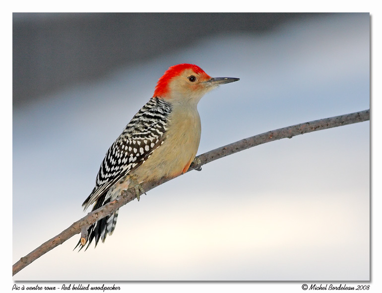 Pic  ventre roux <br> Red bellied woodpecker