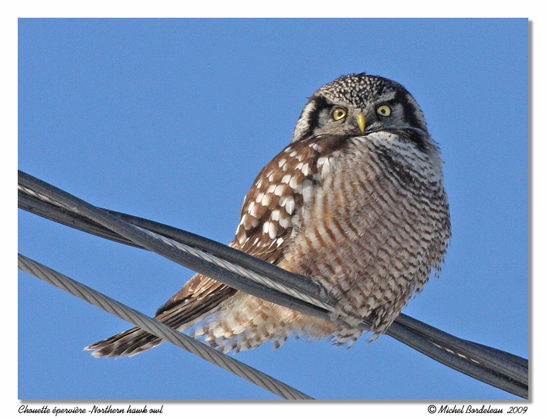 Chouette pervire <br> Northern hawk owl