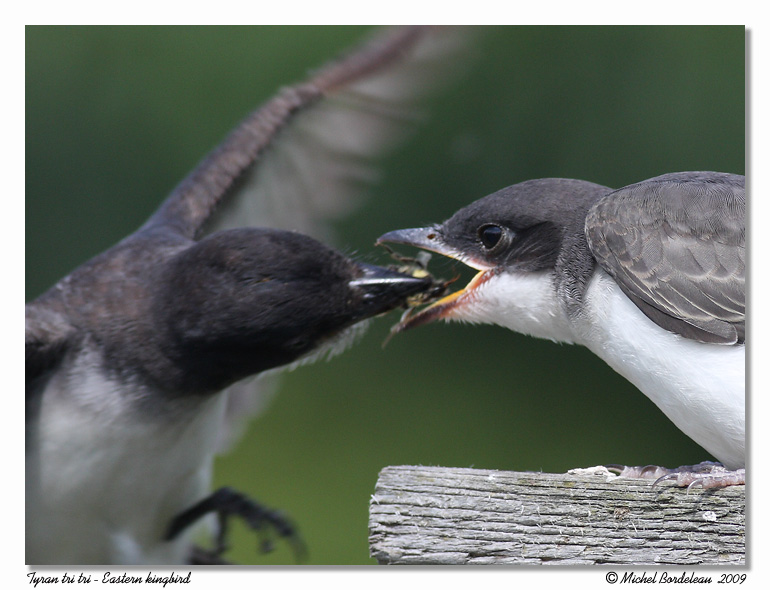 Tyran tri tri <br/> Eastern kingbird
