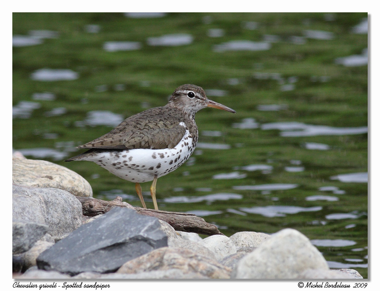 Chevalier grivel <br/> Spotted sandpiper