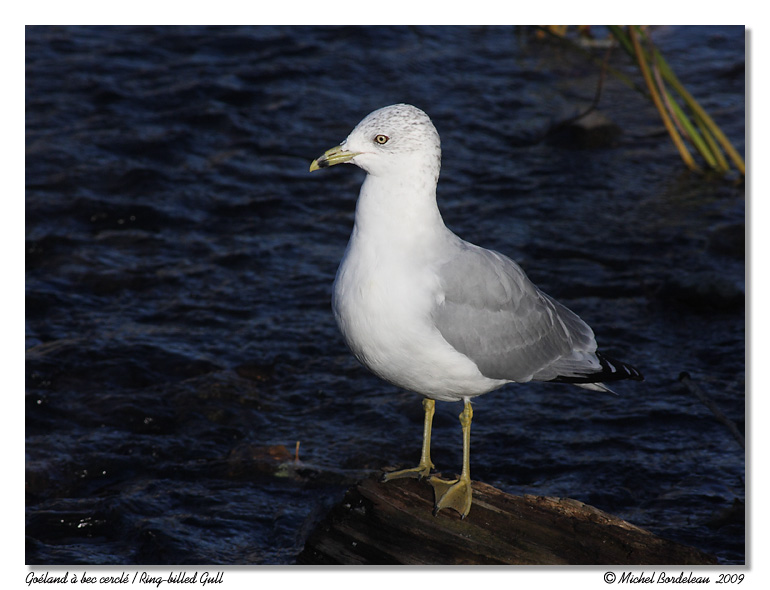 Goland  bec cercl <br> Ring-billed Gull