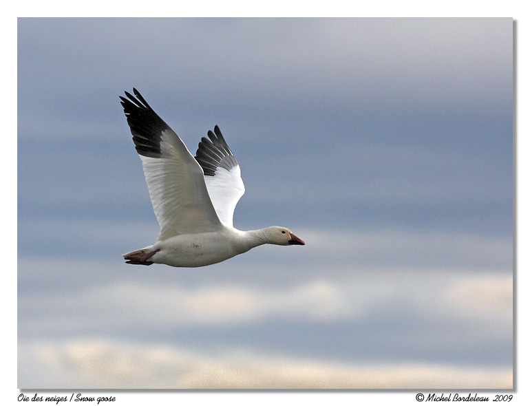 Oies des neiges <br> Snow geese