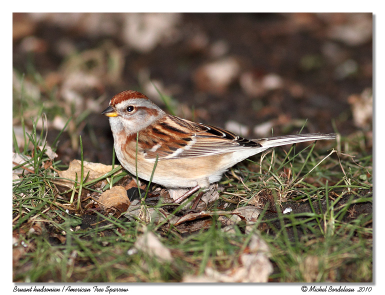 Bruant hudsonien <br> American Tree Sparrow