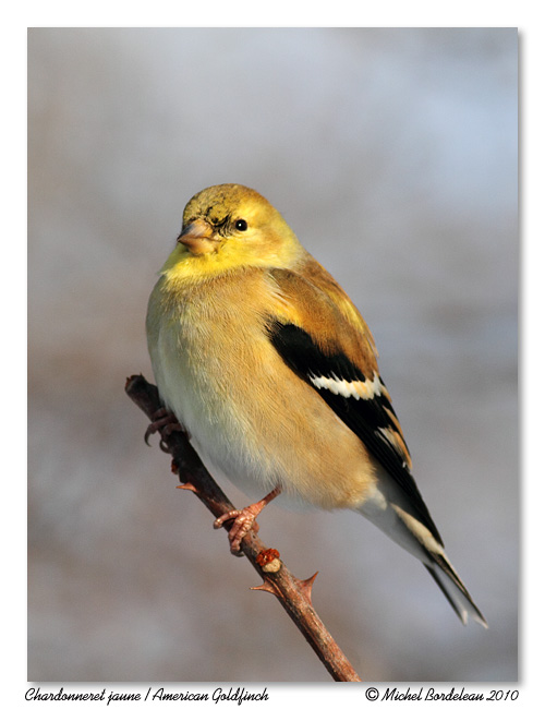 Chardonneret jaune <br> American Goldfinch