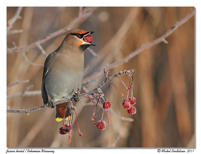 Jaseur boral <br> Bohemian waxwing