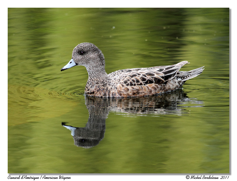 Canard dAmrique <br> American Wigeon