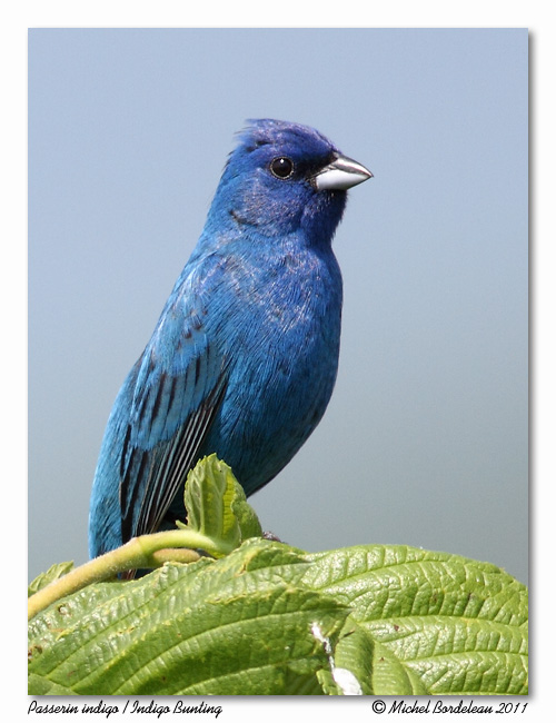 Passerin indigo - Indigo bunting