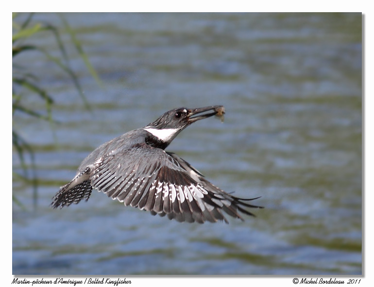 Martin pcheur - Belted kingfisher