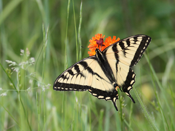 Papillon tigr du Canada <br> Canadian Tiger Swallowtail