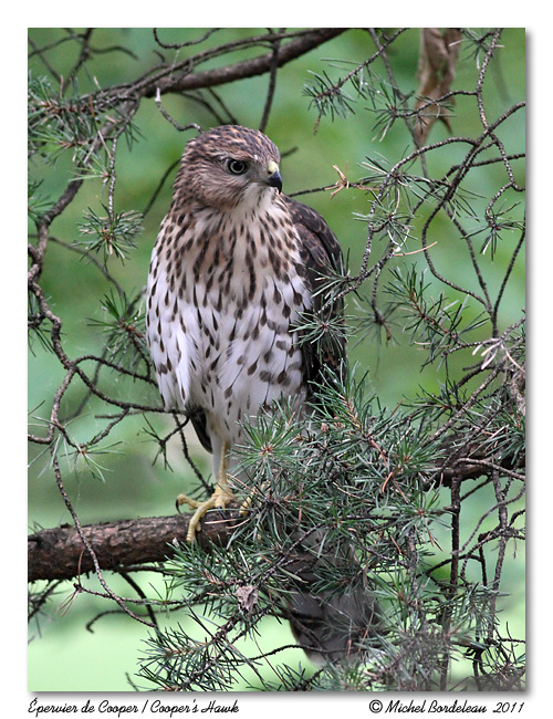 pervier de Cooper <br> Coopers hawk