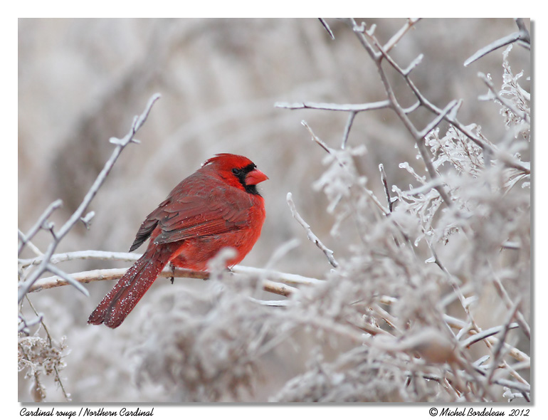 Cardinal rouge <br/> Northern Cardinal
