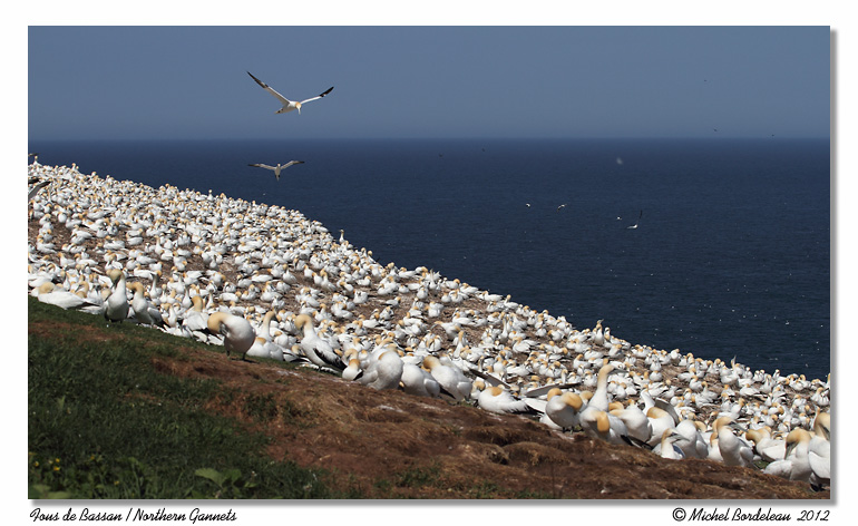 Fous de Bassan <br> Northern Gannets