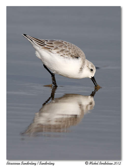 Bcasseau Sanderling<br>Sanderling