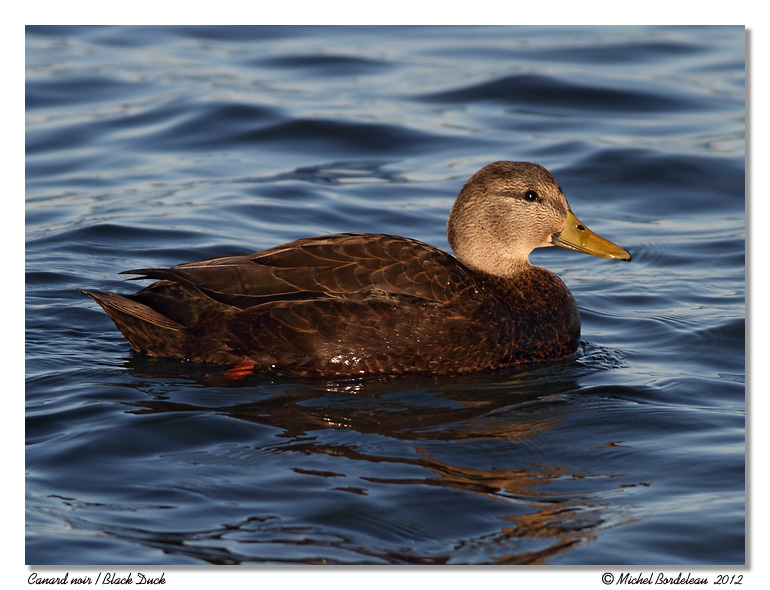 Canard noir <br> American Black Duck