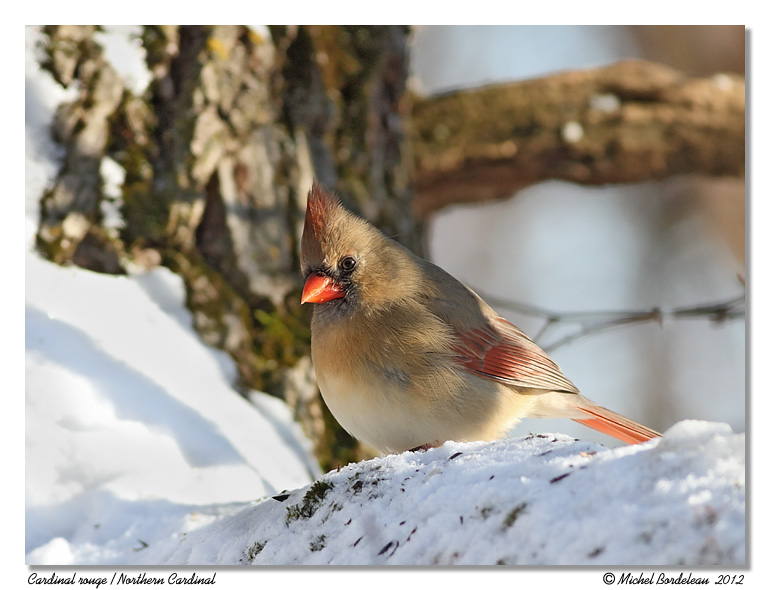 Cardinal rouge<br>Northern Cardinal