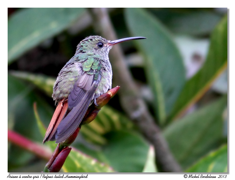 Ariane  ventre gris<br/>Rufous-tailed Hummingbird