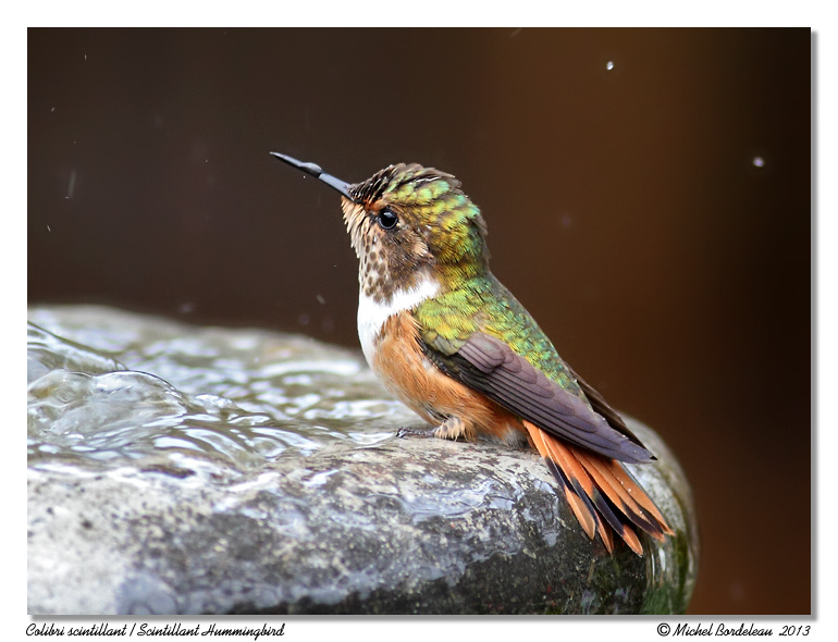Colibri scintillant<br/>Scintillant Hummingbird