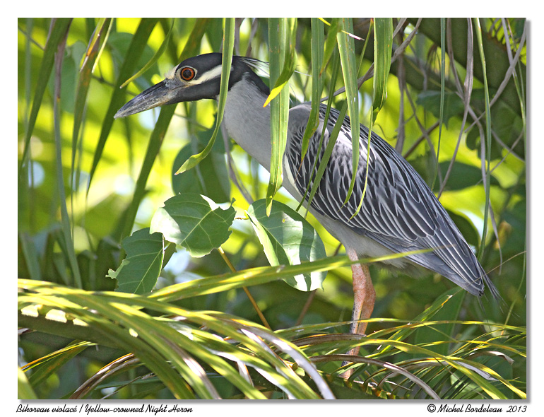 Biohoreau violac<br/>Yellow-crowned Night Heron