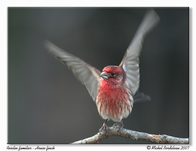 Roselin familier <br/> House finch