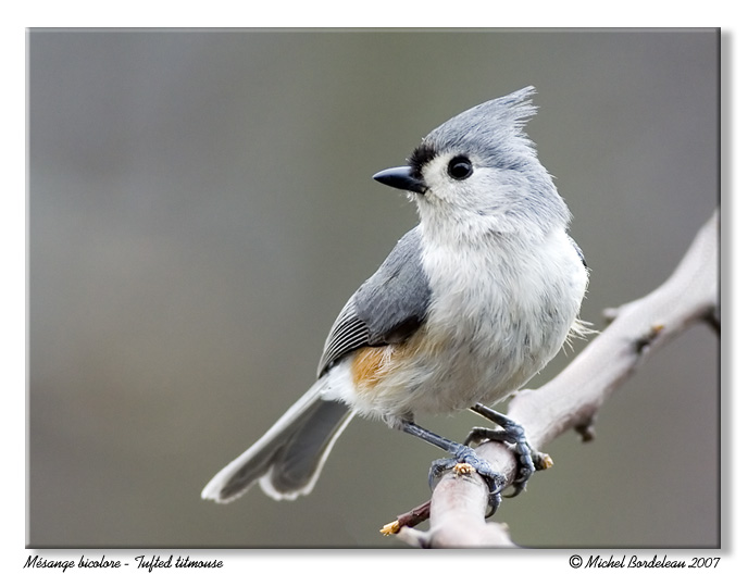 Msange bicolore <br/> Tufted titmouse