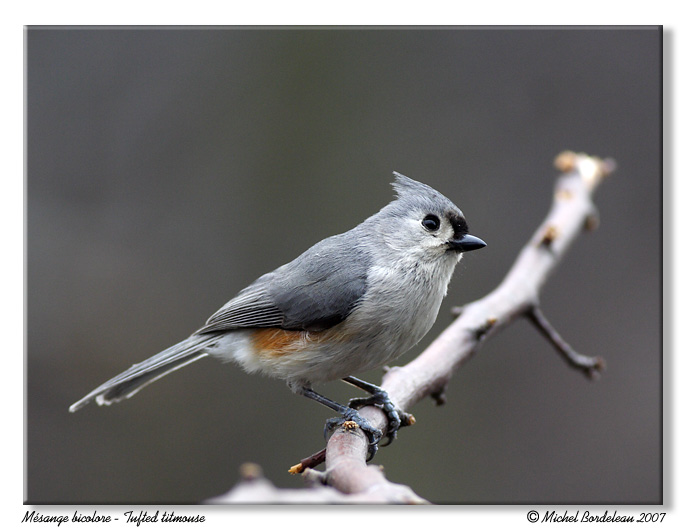 Msange bicolore - tufted titmouse