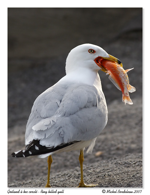 Goland  bec cercl - Ring billed gull