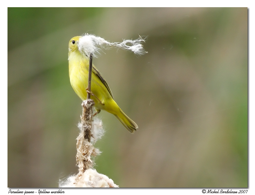 Paruline jaune <br/> Yellow warbler