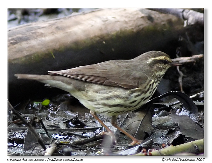Paruline des ruisseaux <br/> Northern waterthrush