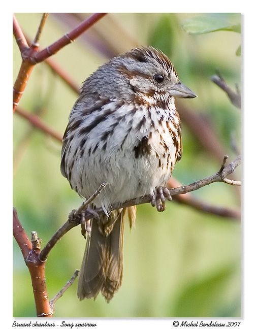 Bruant chanteur <br/> Song sparrow