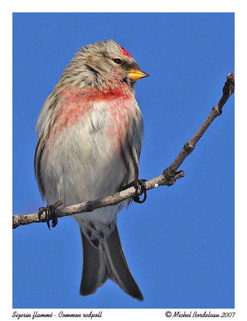 Sizerin flamm <br> Common redpoll