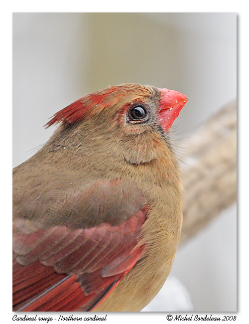 Cardinal rouge <br/> Northern cardinal