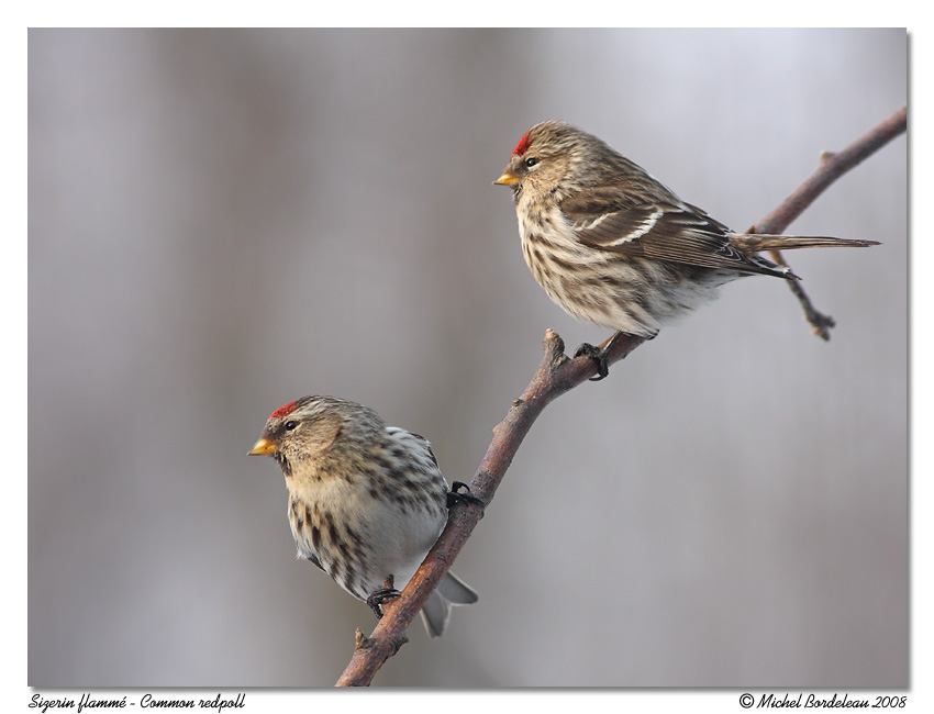 Sizerin flamm <br/> Common redpoll