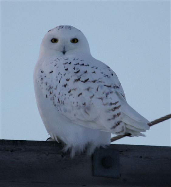 The White One