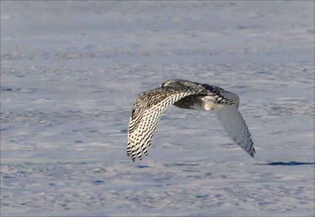 Skimming the Ground