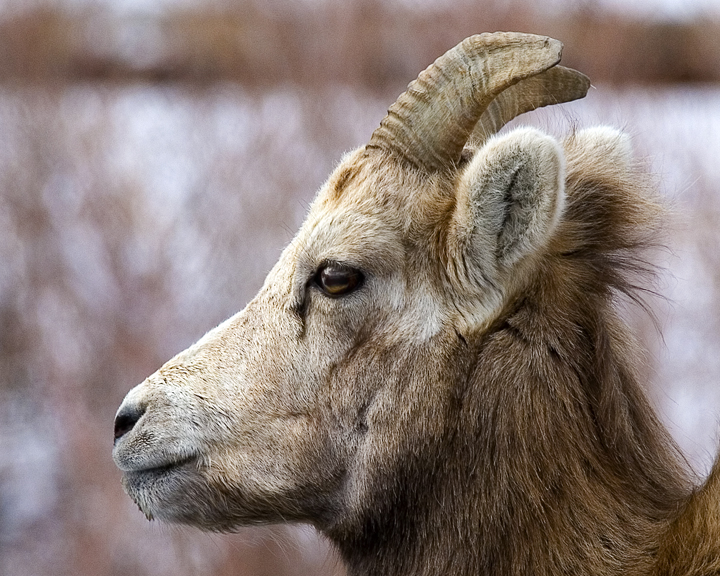 Banffs Big Horn Sheep