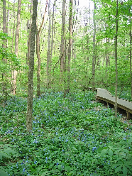 Shirley Miller Wildflower Trail30 - Crockford-Pigeon Mt WMA.jpg