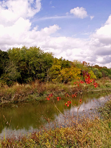 Salado Creek in Fall.jpg
