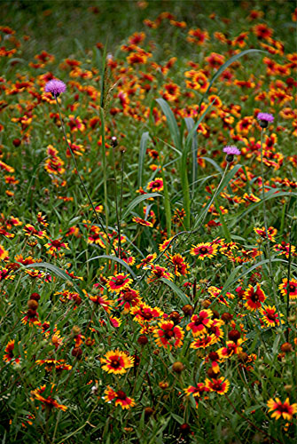 Spring Flowers Nikon D200 9.jpg