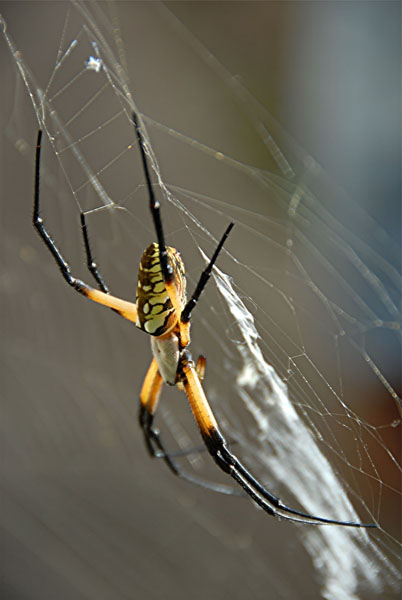 Orb Web Spider 6a.jpg