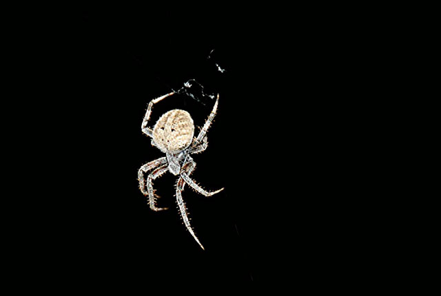 White Night Spider 5.jpg