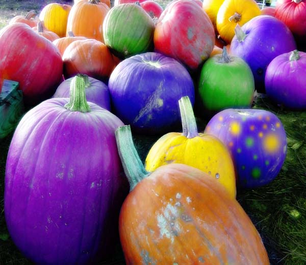 A Child's Pumpkin Patch