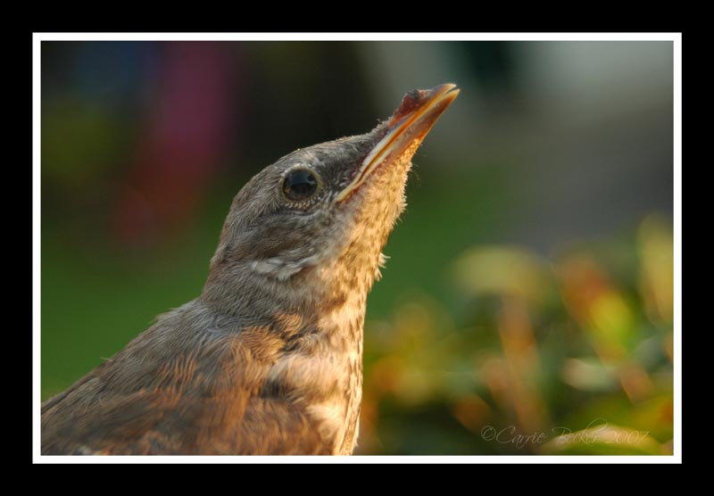 American Nightingale/Northern Mockingbird