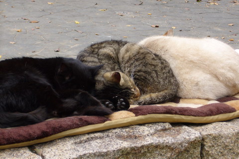 Balls of fur