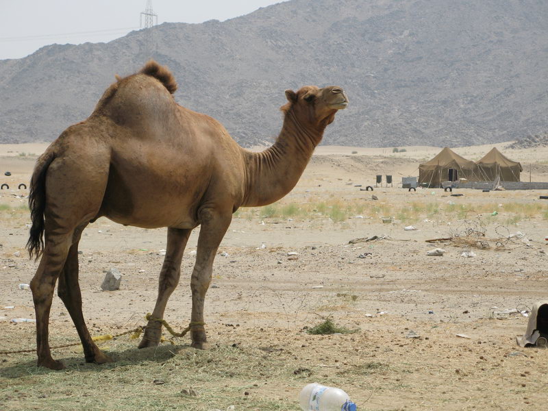 Sheep (sic) of the desert