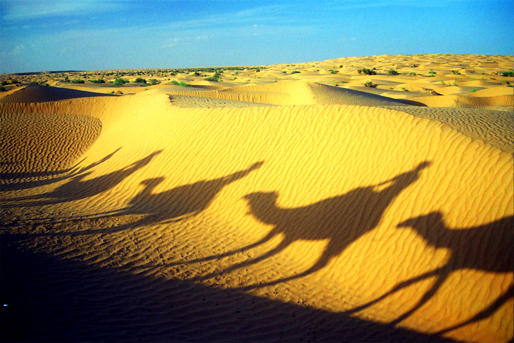 Dunes & Camels