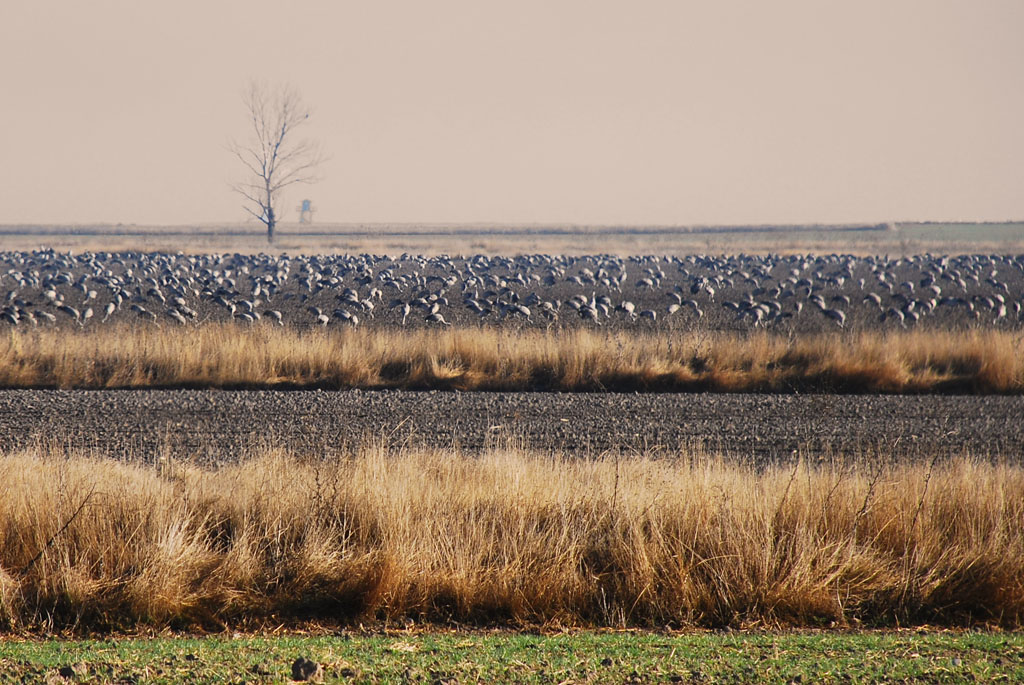 A field of cranes...