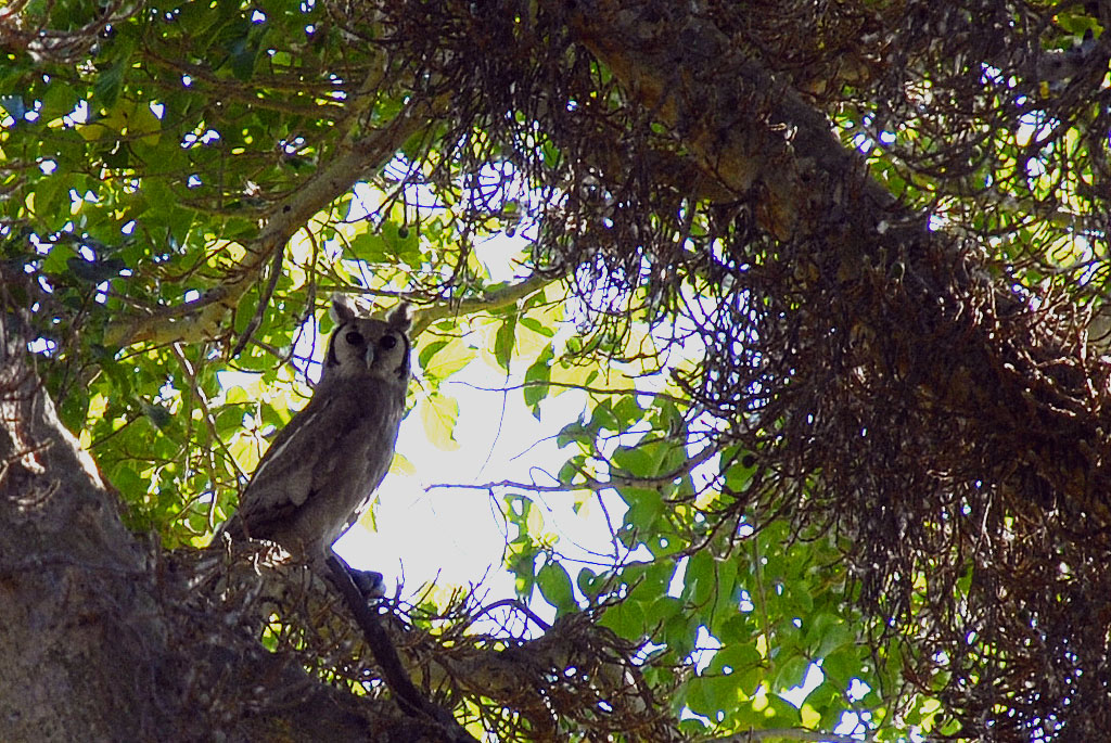 Giant Eagle Owl