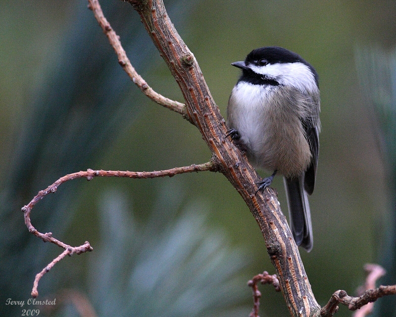 1-15-09 chickadee larch_1657.JPG